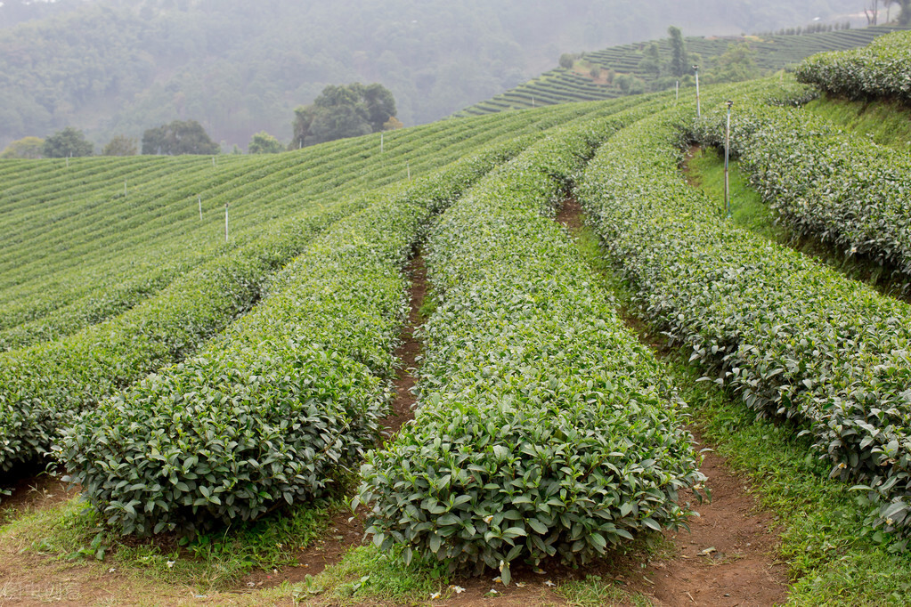 如何打造一个成功的茶叶品牌？怎么做茶叶品牌营销？