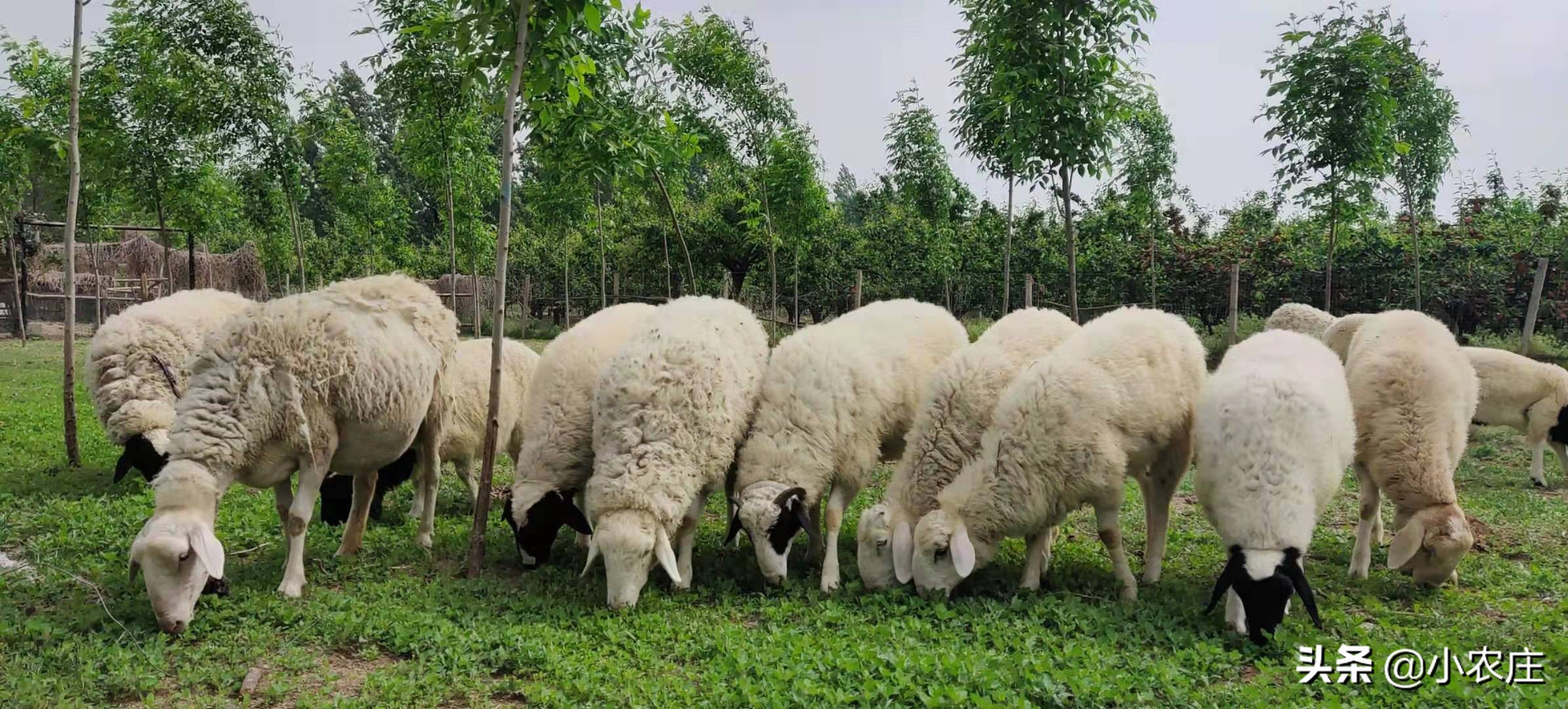 养羊到底怎么样，养多少羊可以年收入10万元呢？