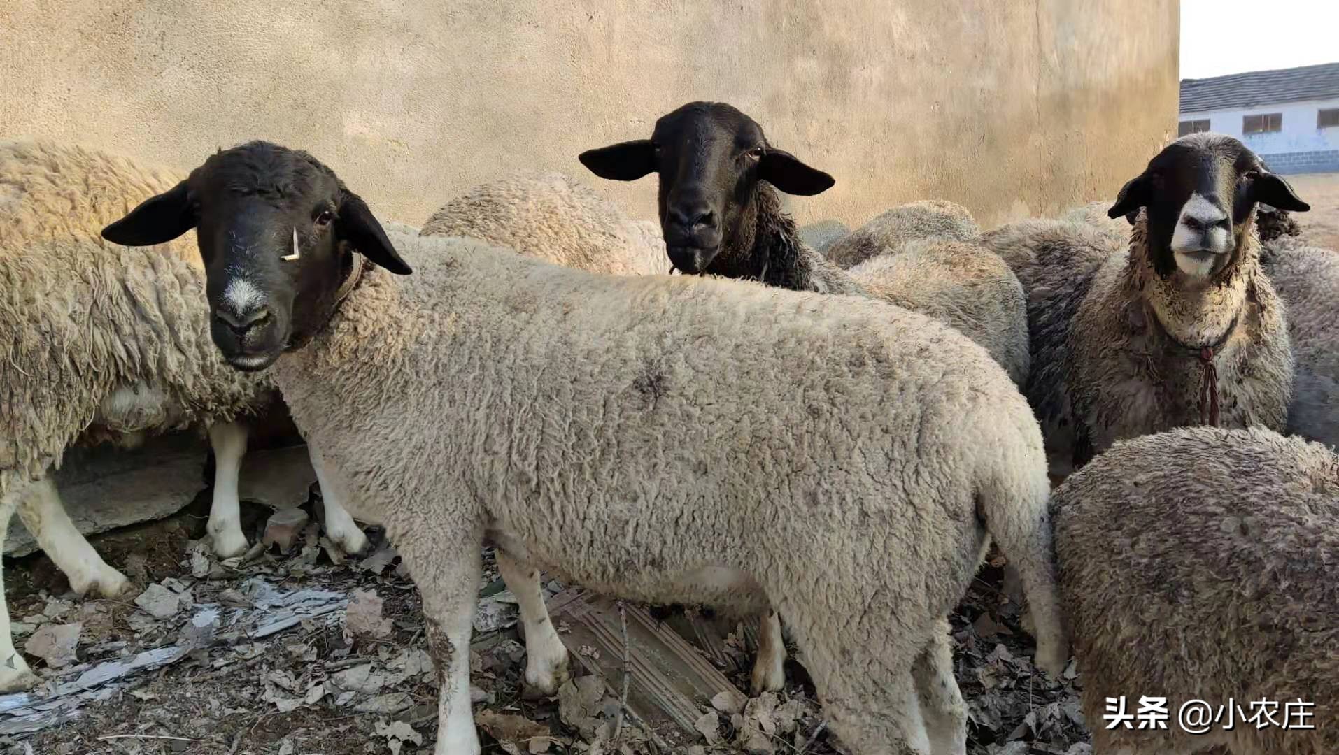 养羊到底怎么样，养多少羊可以年收入10万元呢？