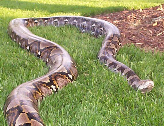 世界十大最长的蛇（蛇类身长排行榜）