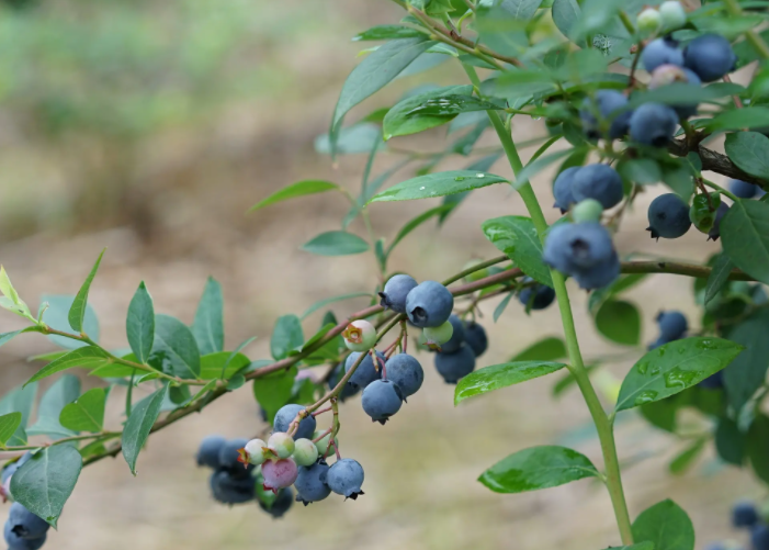 中国十大蓝莓产地排名（蓝莓的主要产地在哪里）