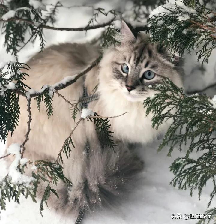 西伯利亚森林猫介绍（西伯利亚猫好养吗）