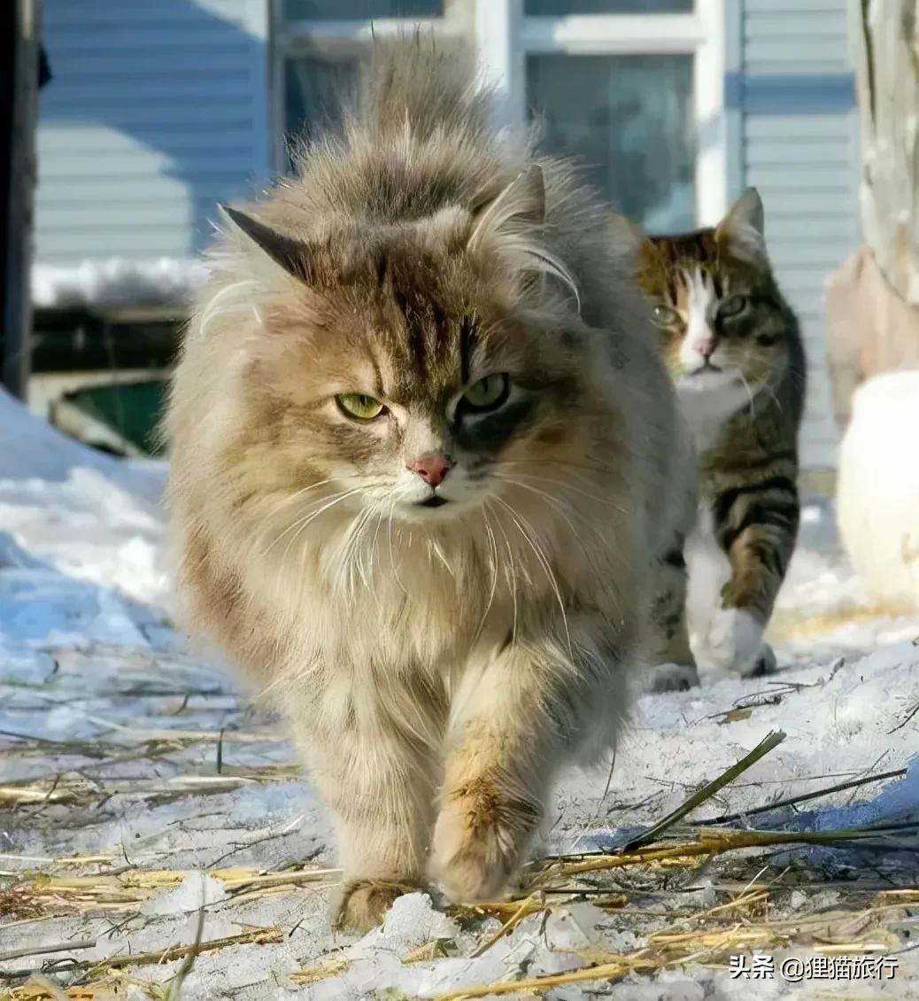 西伯利亚森林猫介绍（西伯利亚猫好养吗）