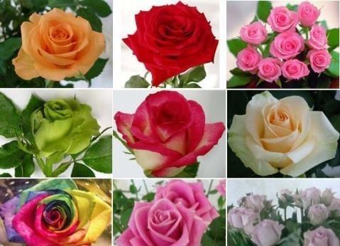 玫瑰和月季的区别（玫瑰和月季是同一种花吗）