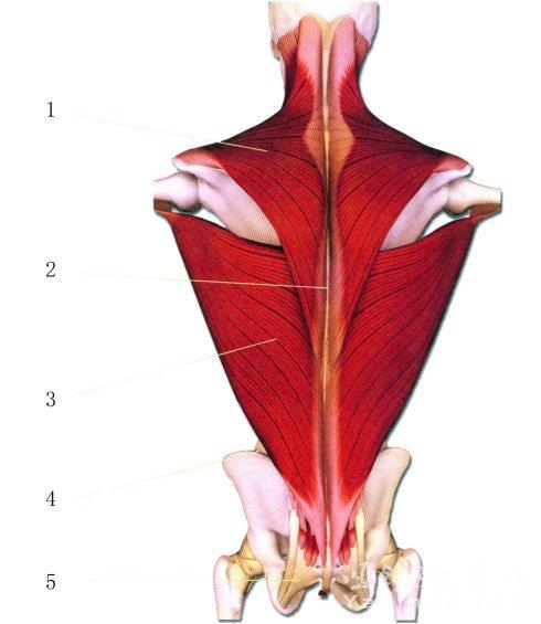 人体肌肉分布结构说明（各部位肌肉锻炼方法）