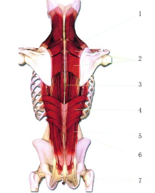 人体肌肉分布结构说明（各部位肌肉锻炼方法）