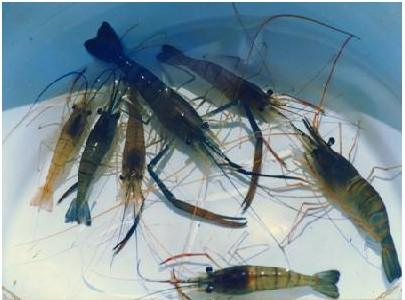 淡水虾的种类（淡水虾的养殖技术）