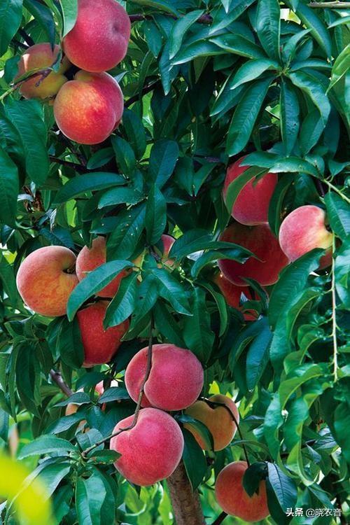 桃子是什么季节的水果（桃子什么时候成熟）