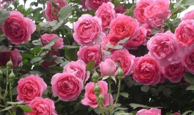玫瑰和月季的区别（玫瑰和月季是同一种花吗）
