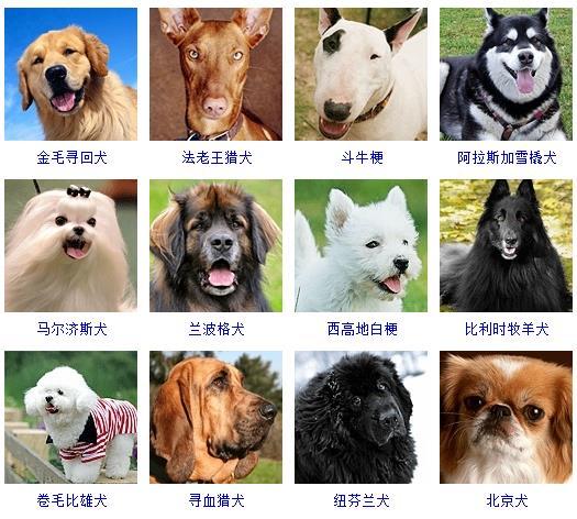 宠物狗的品种有哪些（狗的品种图片大全）