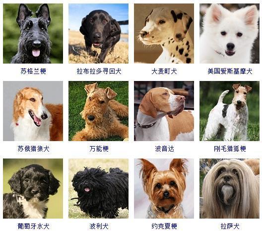 宠物狗的品种有哪些（狗的品种图片大全）