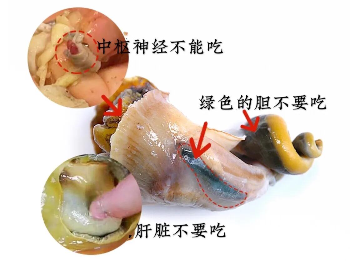 海螺肉的功效与作用（海螺的营养价值）