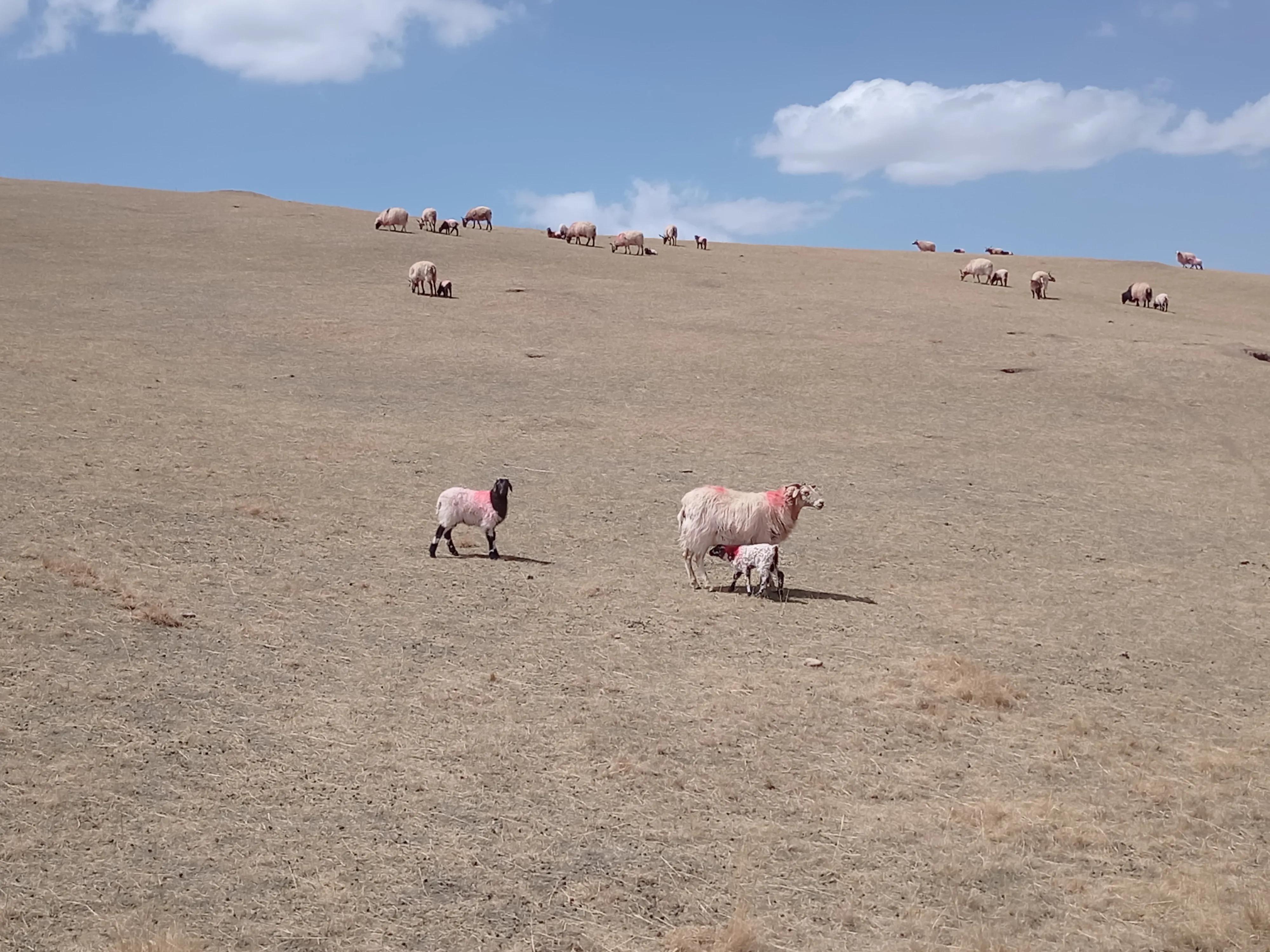 022年养羊的前景怎么样（分析2022年养殖行业的经济趋势）"