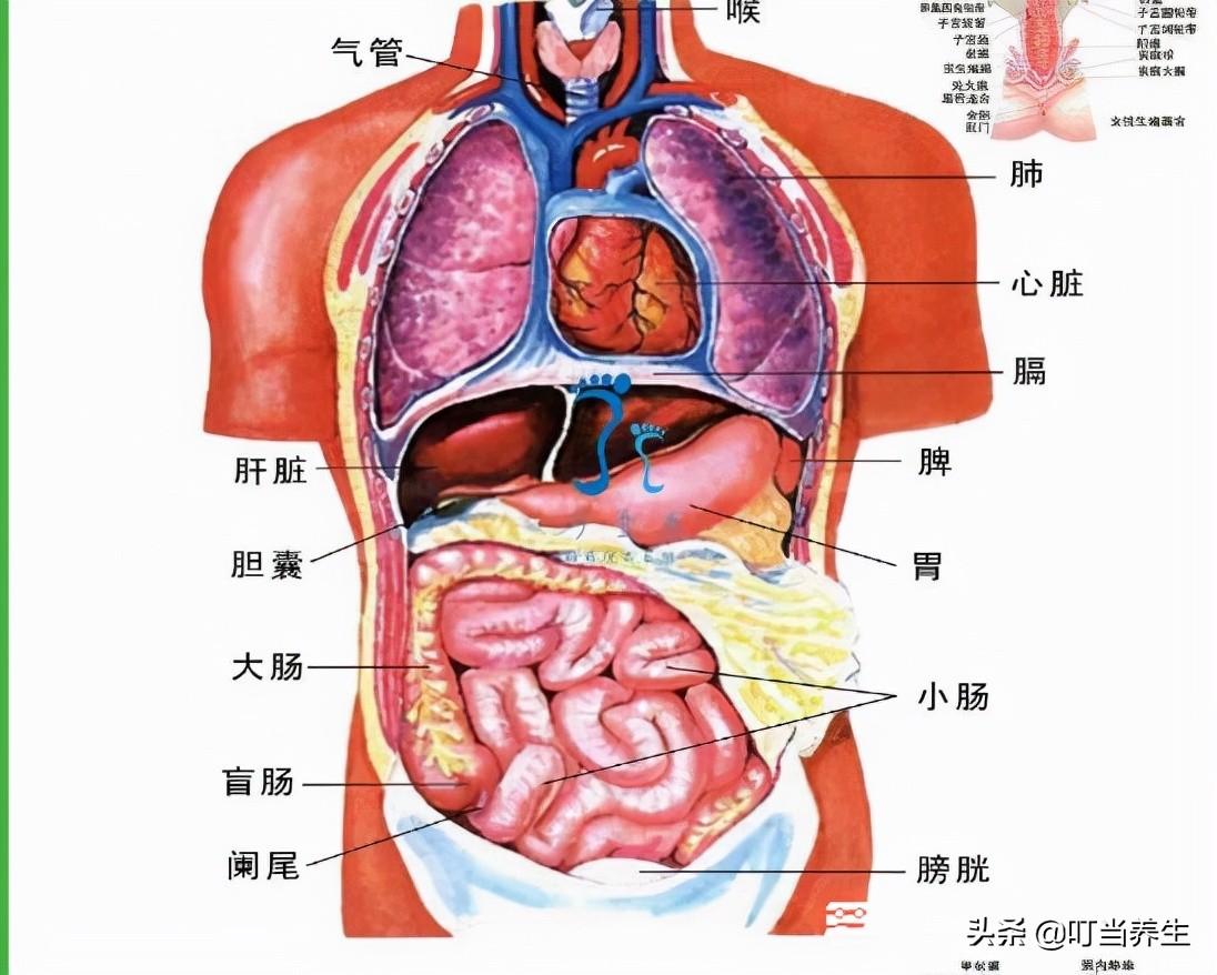 人体内脏器官包括哪些（人体内脏结构分布和结构）