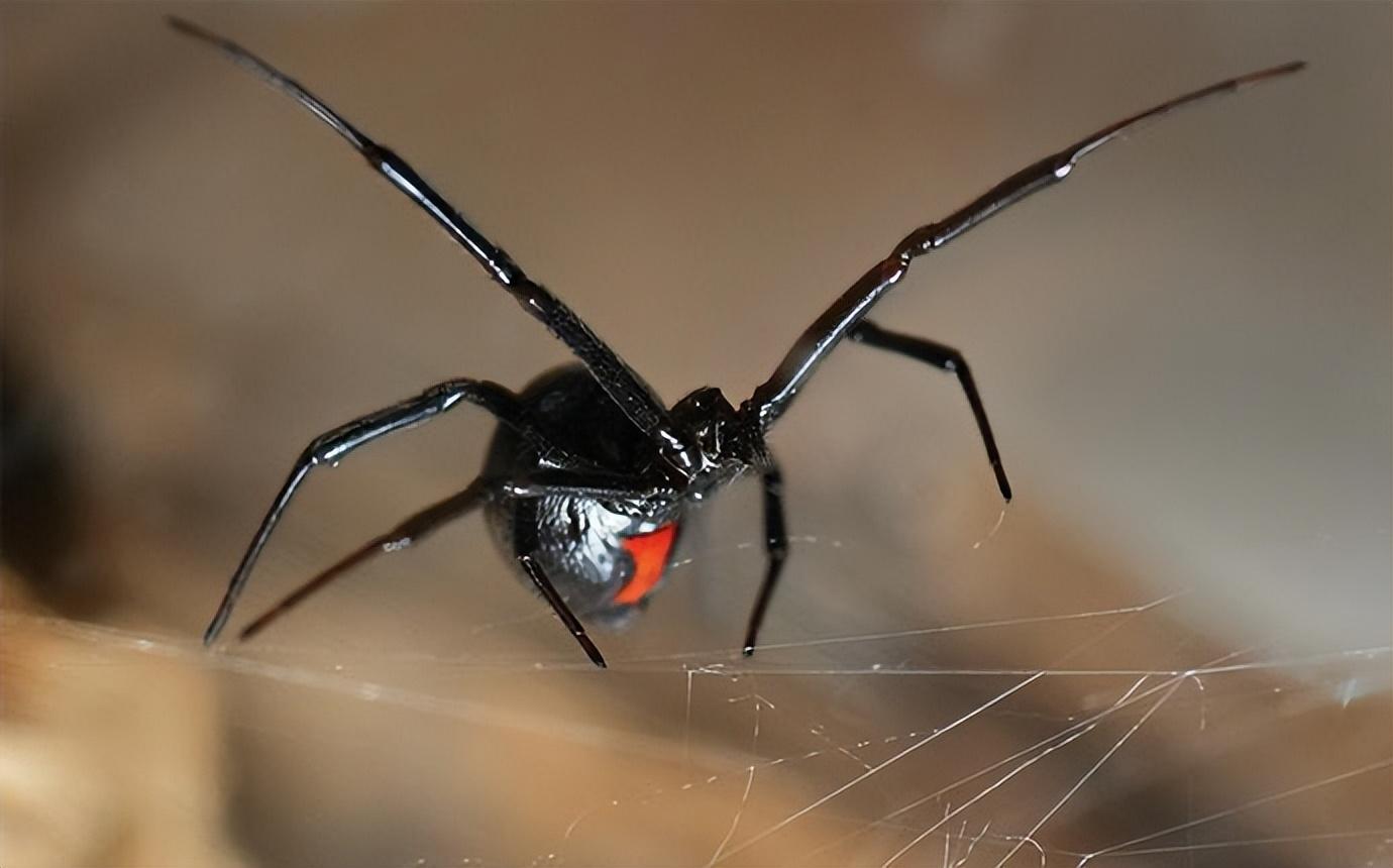世界上十大恐怖蜘蛛图片