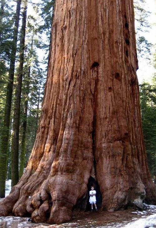 世界最高的树是什么树有多高（世界十大最高的树）