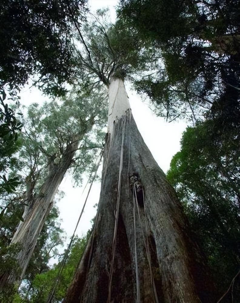 世界最高的树是什么树有多高（世界十大最高的树）