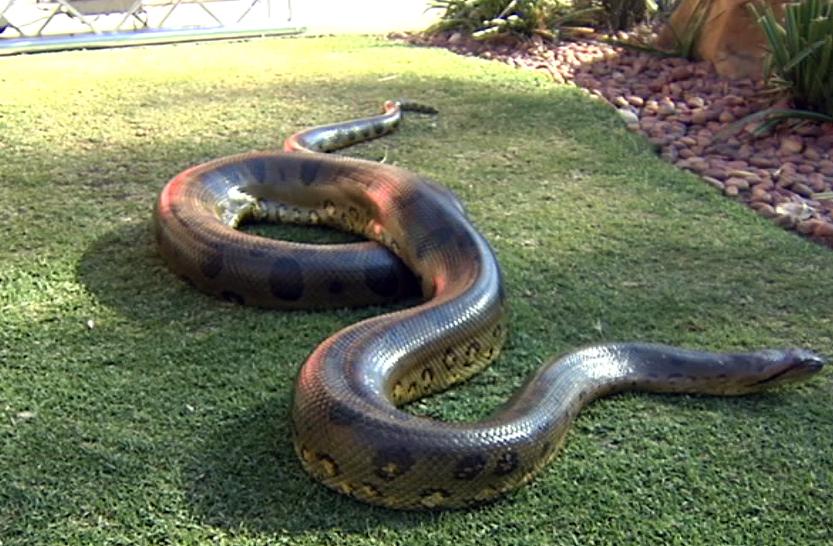 世界十大最长的蛇排行榜前十名（世界上最长的蛇有多少米）