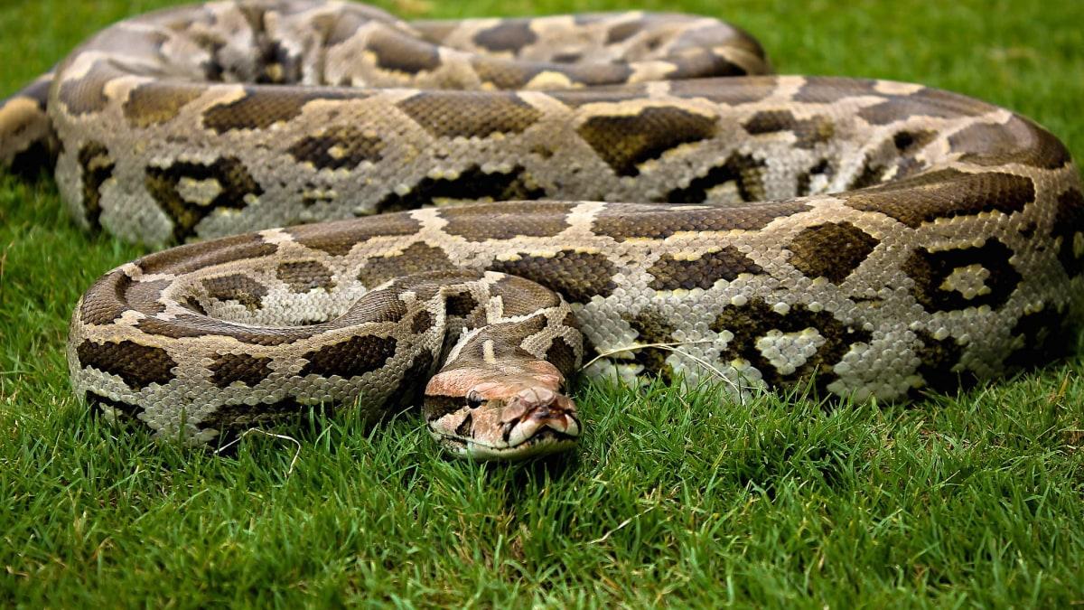 世界十大最长的蛇排行榜前十名（世界上最长的蛇有多少米）
