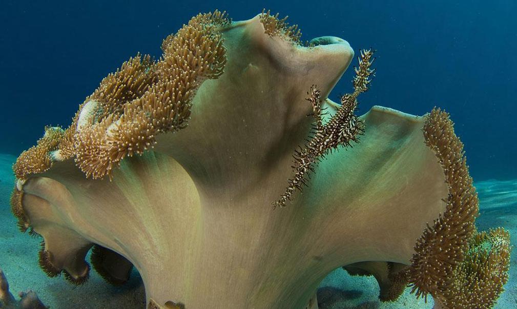 十大最诡异的海底动物，看后都啧啧称奇