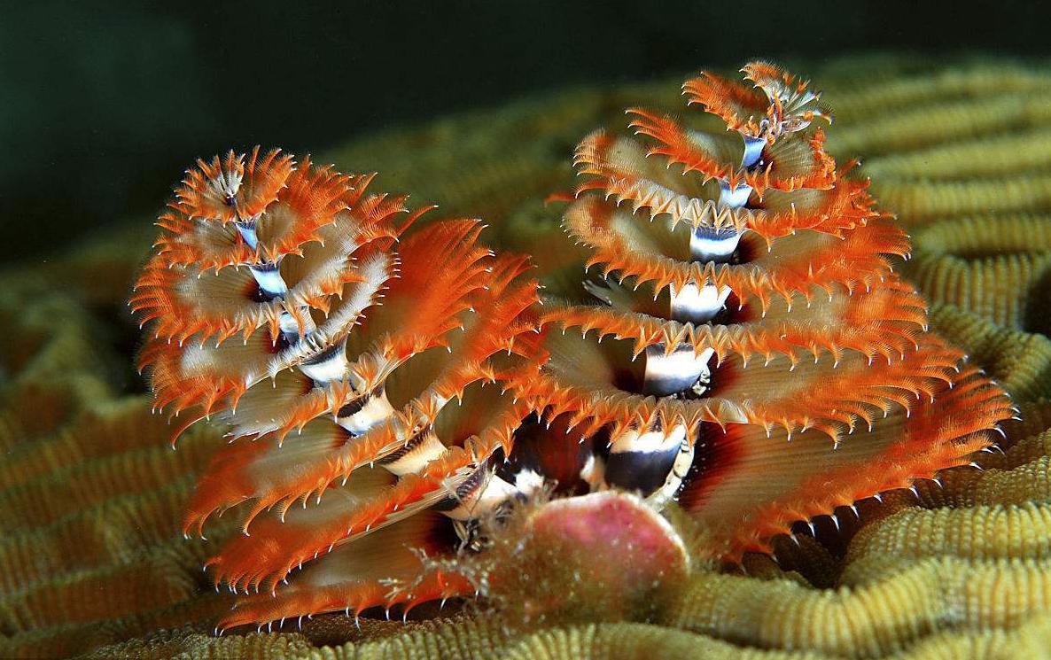 十大最诡异的海底动物，看后都啧啧称奇