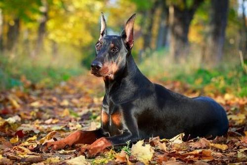 世界上10大最聪明的狗狗，拉布拉多第七，杜宾第五，边牧夺冠