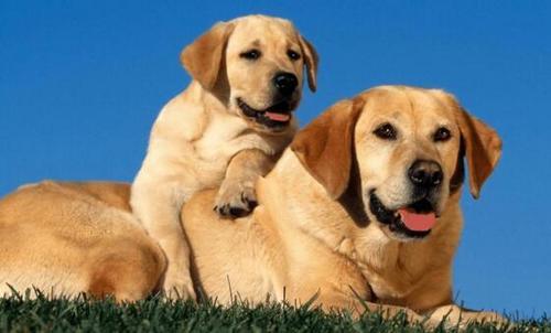 世界上10大最聪明的狗狗，拉布拉多第七，杜宾第五，边牧夺冠