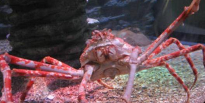世界上最大的螃蟹是什么（蟹爪长达4米寿命达100年）