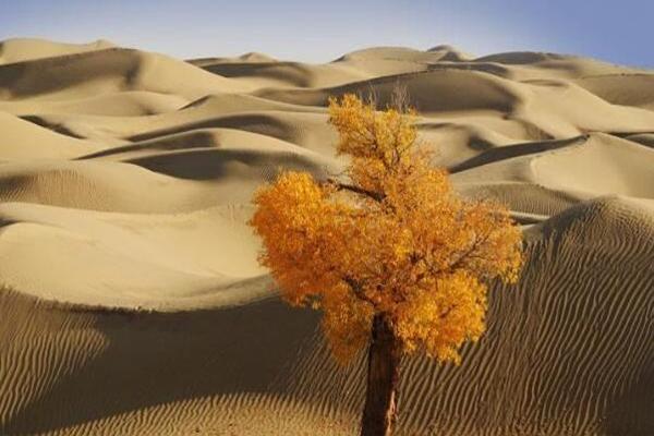 世界最大的沙漠（世界十大沙漠排名）