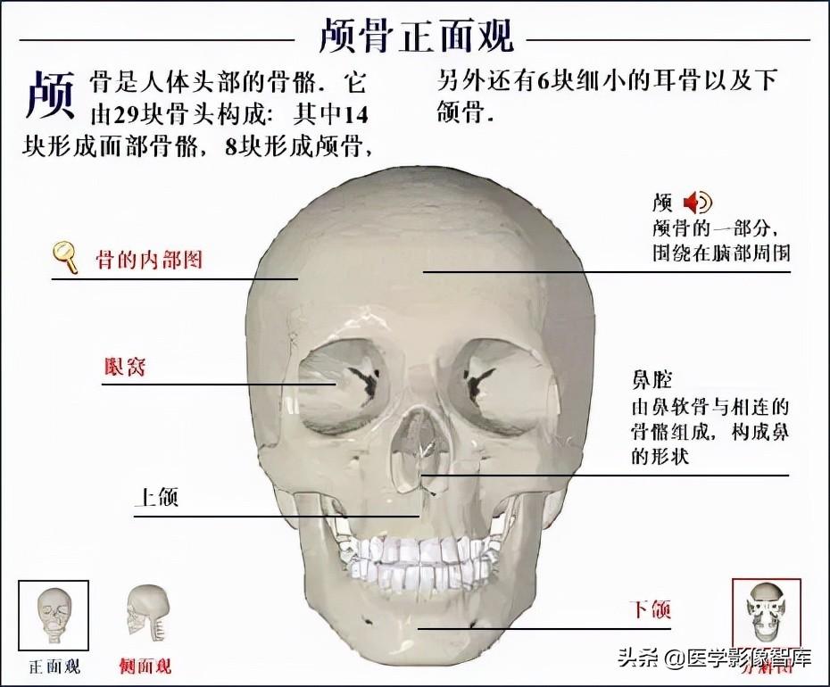 人体骨骼结构图（全身骨骼系统解剖图谱汇总）