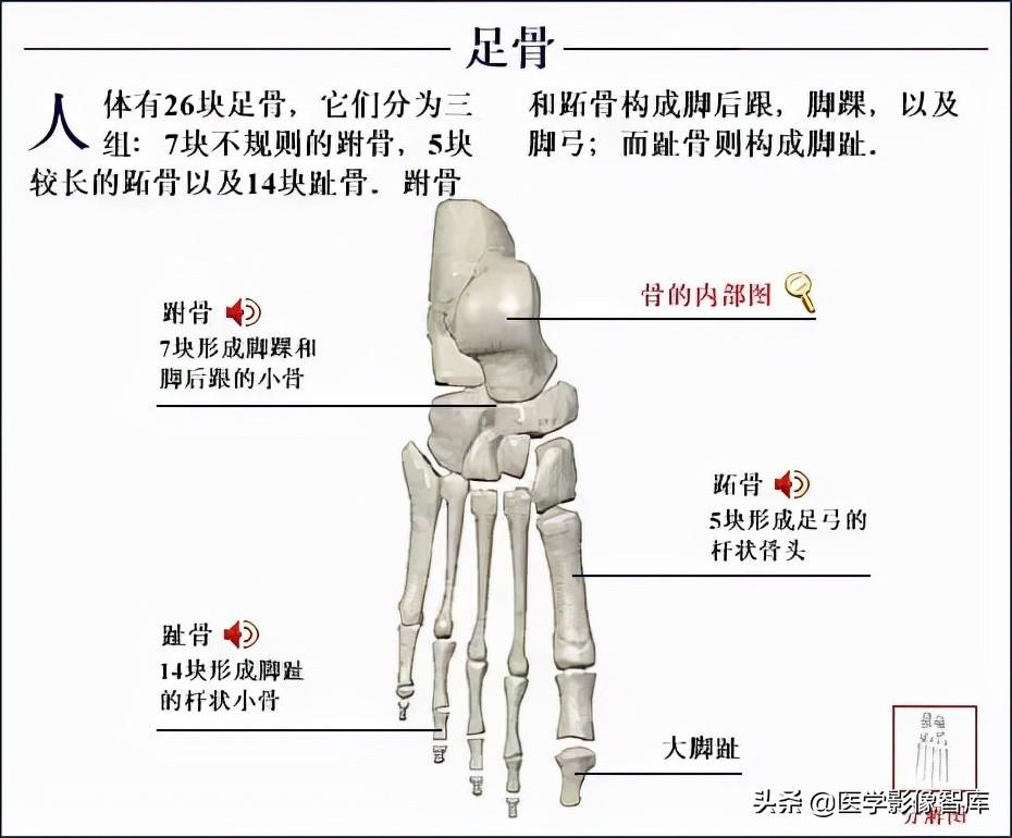 人体骨骼结构图（全身骨骼系统解剖图谱汇总）
