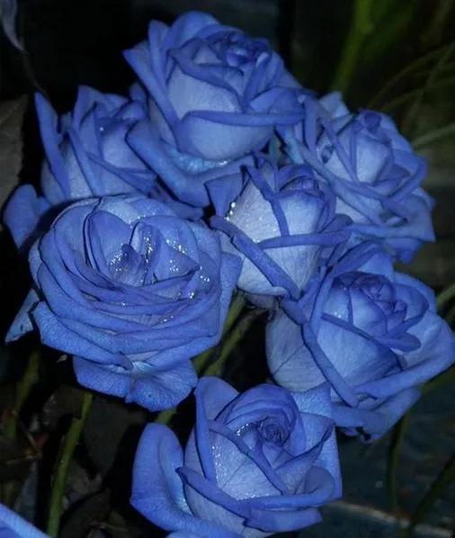 十大蓝色最美的花（最漂亮的蓝色花朵）