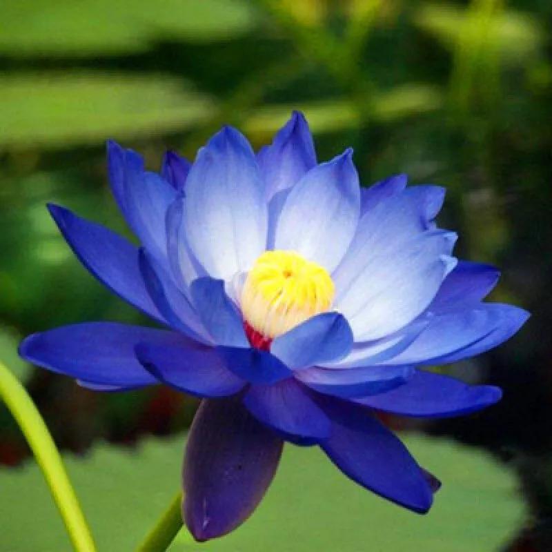 十大蓝色最美的花（最漂亮的蓝色花朵）