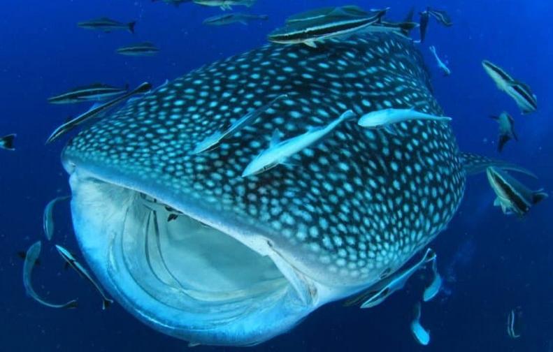 世界上最大的十种鱼类（世界上十大体型最大的鱼）