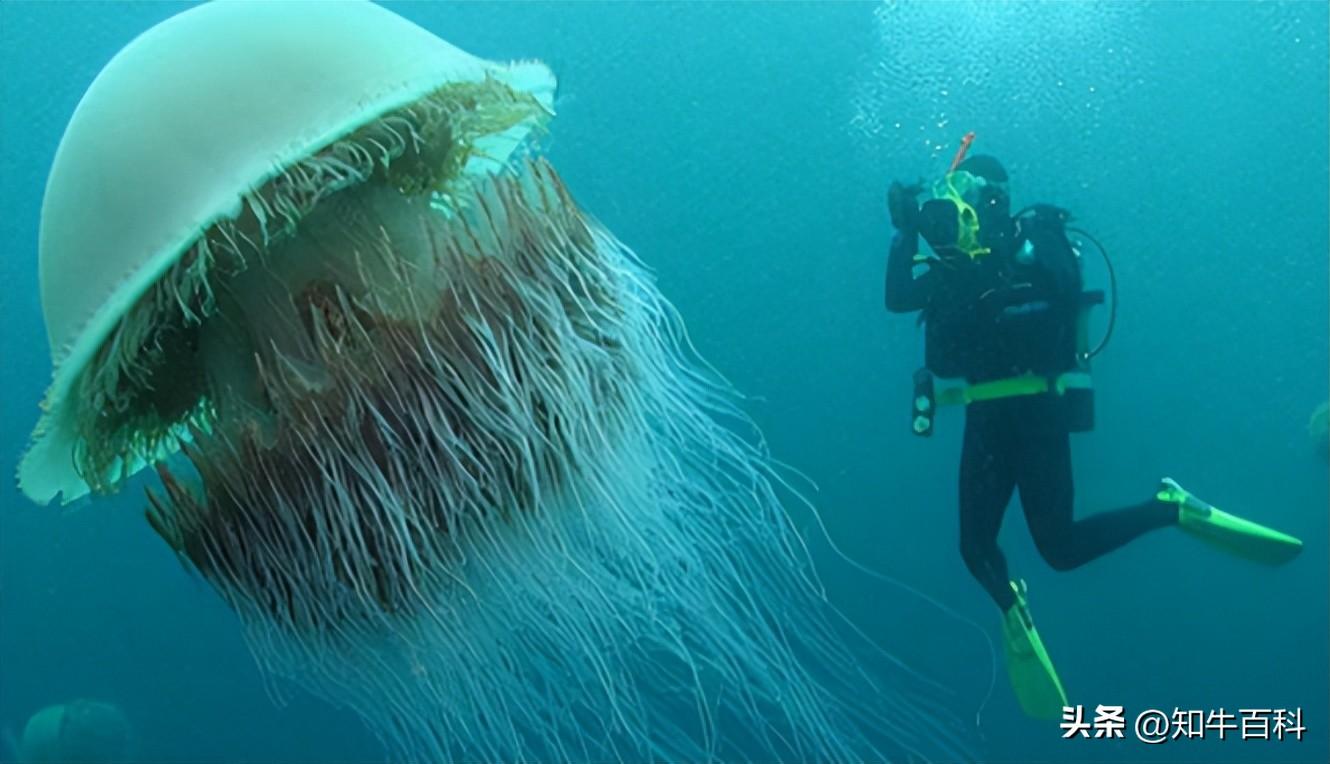 世界上最大的水母是什么样子（世界上最大的水母有多长）