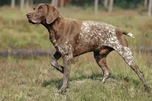 世界十大最好的狩猎犬（狩猎犬品种排名）