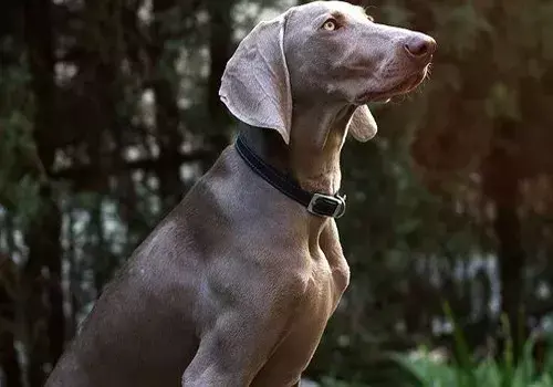 世界十大最好的狩猎犬（狩猎犬品种排名）