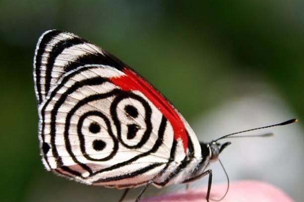 世界上最美的蝴蝶（十大最漂亮的蝴蝶）