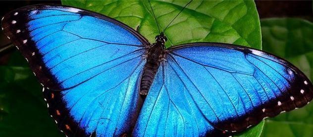 世界上最美的蝴蝶（十大最漂亮的蝴蝶）