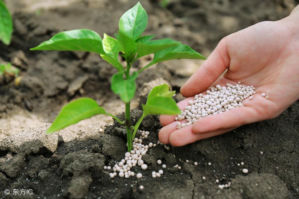 微量元素肥料正确使用方法（微量元素肥料兑水比例是多少）